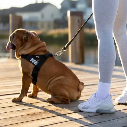The Indestructible Chew-Proof & No-Pull Dog Harness
