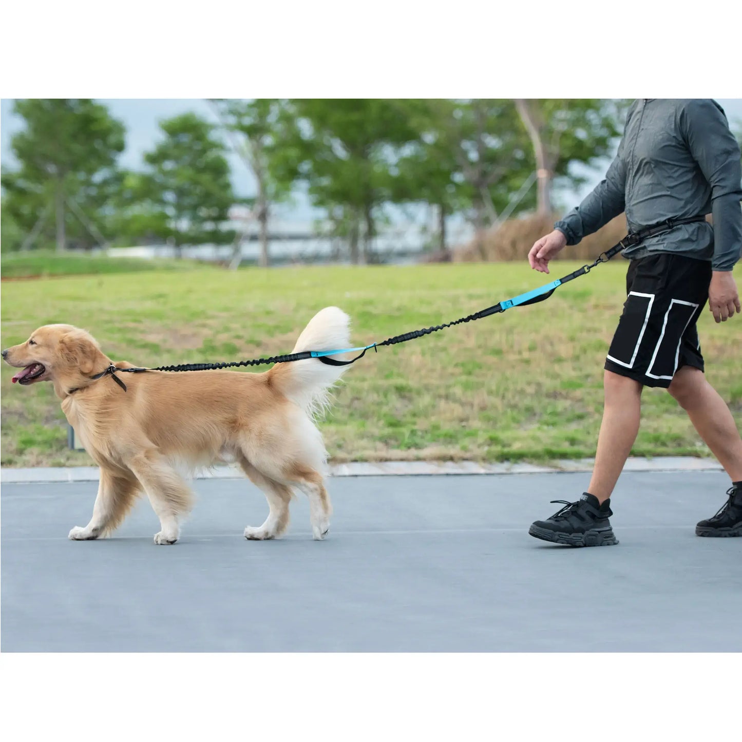 Experience Effortless Hands-Free Dog Walking
