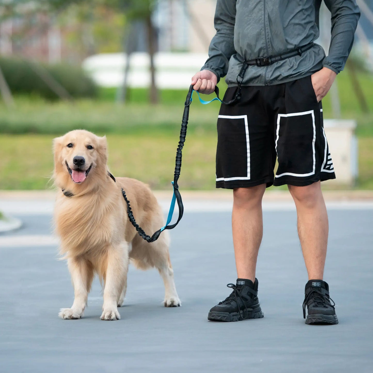 Experience Effortless Hands-Free Dog Walking