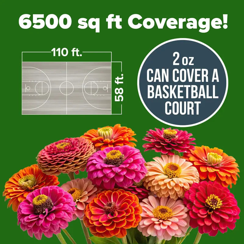 Zinnia Seeds (California Giant & Dahlia) – 100% Pure Heirloom Flower Seeds