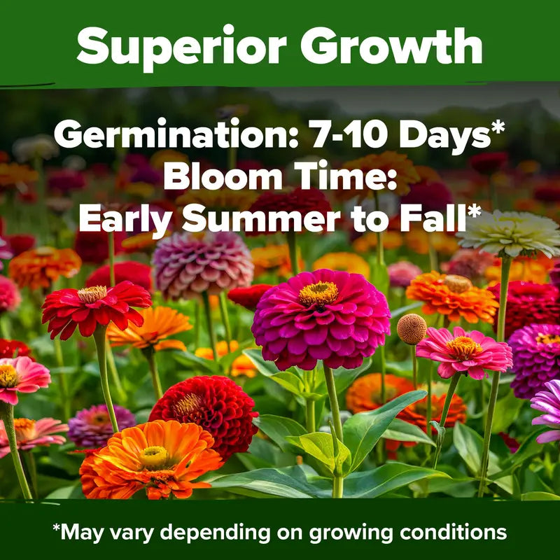 Zinnia Seeds (California Giant & Dahlia) – 100% Pure Heirloom Flower Seeds