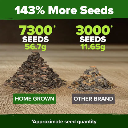 Zinnia Seeds (California Giant & Dahlia) – 100% Pure Heirloom Flower Seeds